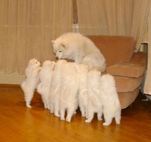 Photo:  white dogs